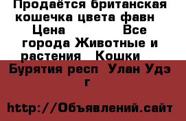 Продаётся британская кошечка цвета фавн › Цена ­ 10 000 - Все города Животные и растения » Кошки   . Бурятия респ.,Улан-Удэ г.